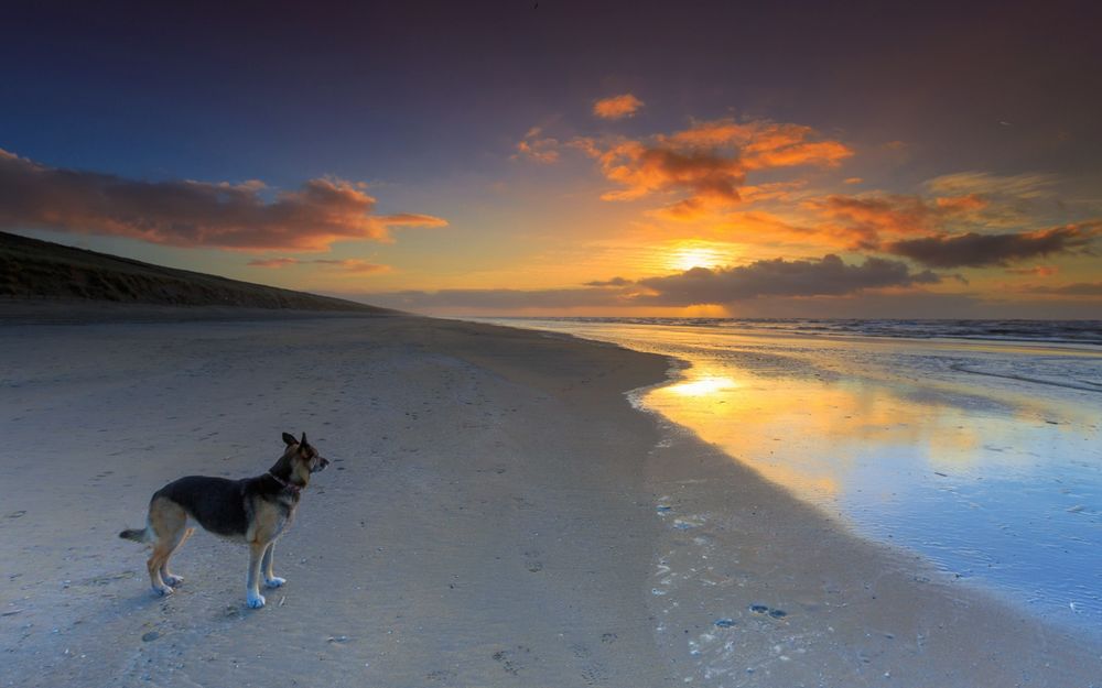 Обои для рабочего стола Собака породы овчарка стоит на берегу моря и смотрит на закат солнца