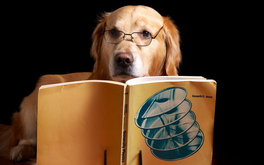 Обои на рабочий стол Золотистый ретривер в очках читает книгу
