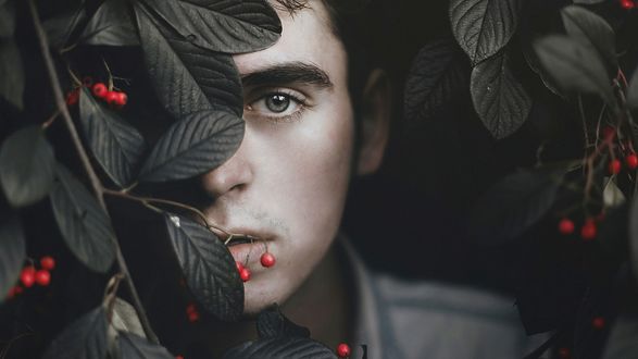 Обои на рабочий стол Мужчина выглядывает с кустов, с большими темно-зелеными листьями и красными ягодами