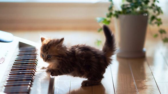 Обои на рабочий стол Котенок играет на игрушечном клавесине