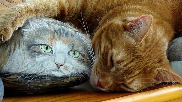 Обои на рабочий стол Рыжий кот спит и обнимает предмет, на котором нарисована зеленоглазая кошка