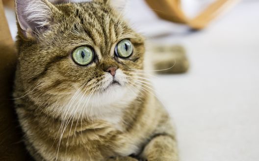 Обои на рабочий стол Кот удивленно смотрит, вытаращив глаза