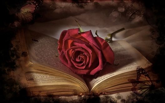 Обои на рабочий стол Красная роза лежит на раскрытой книге