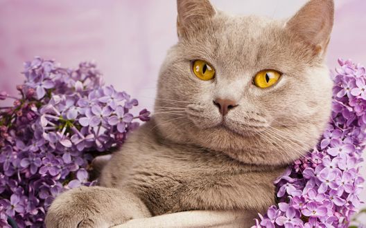 Обои на рабочий стол Британская короткошерстная кошка лежит рядом с веточками сирени