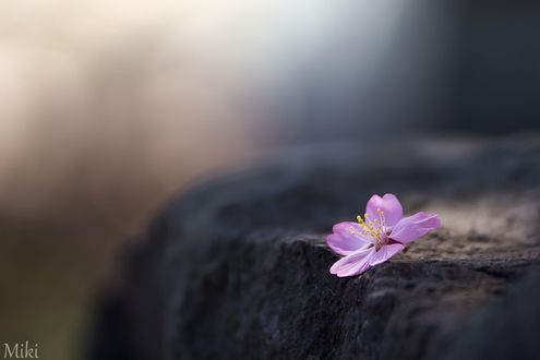 Обои на рабочий стол Весенний цветок на камне, ву Miki Asai