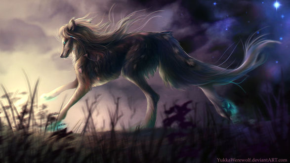 Обои на рабочий стол Волк с длинным хвостом, by YukkaWerewolf