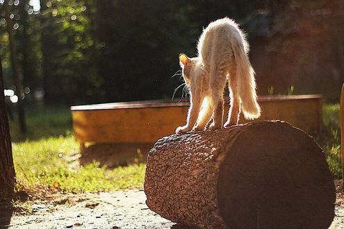 Обои на рабочий стол Белая кошка потягиваясь выгнула спину, стоя на толстом бревне