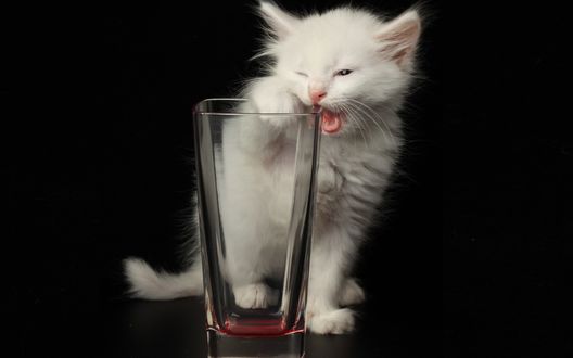 Обои на рабочий стол Белый котенок на черном фоне кусает стеклянный бакал