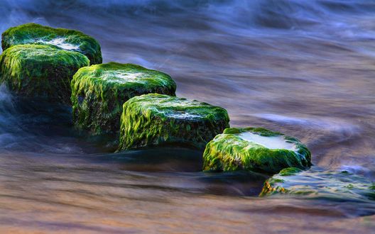 Обои на рабочий стол Дорожка на воде из покрытых зелеными водорослями деревянных остатков пирса