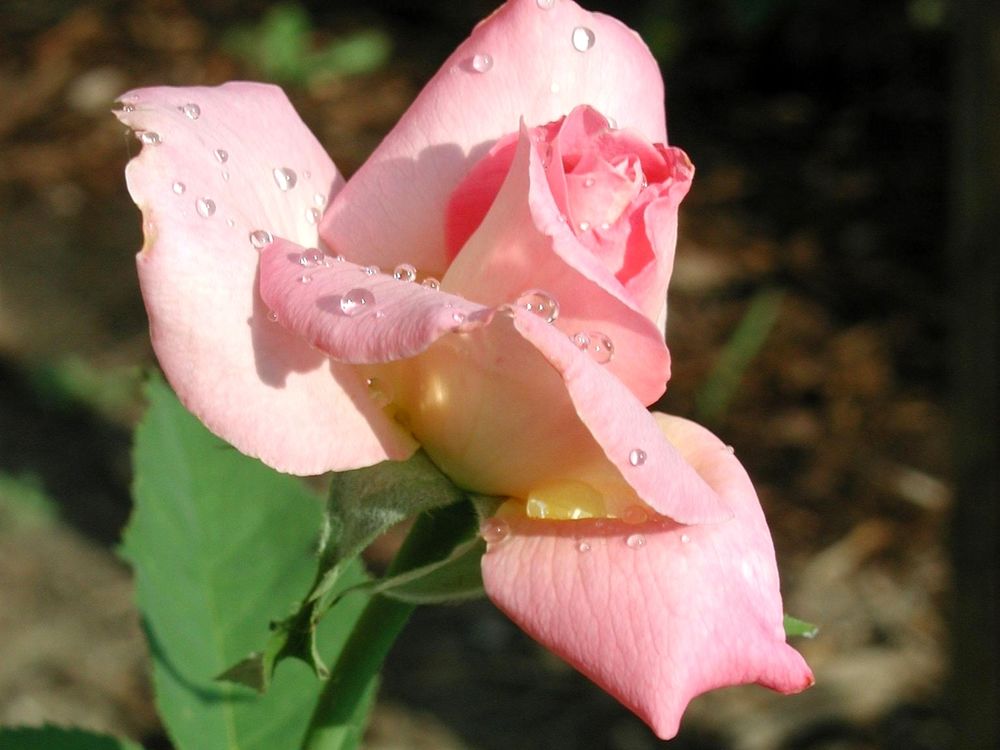 Обои для рабочего стола На лепестках розовой розы блестят капельки воды, стебель розы украшен зелеными листьями