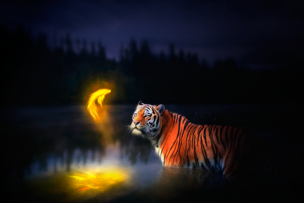 Обои для рабочего стола Полосатый тигр, стоящий в реке на фоне ночного неба, наблюдает за светящейся ярким, золотистым светом рыбкой, выпрыгнувшей из воды, автор Hioderro