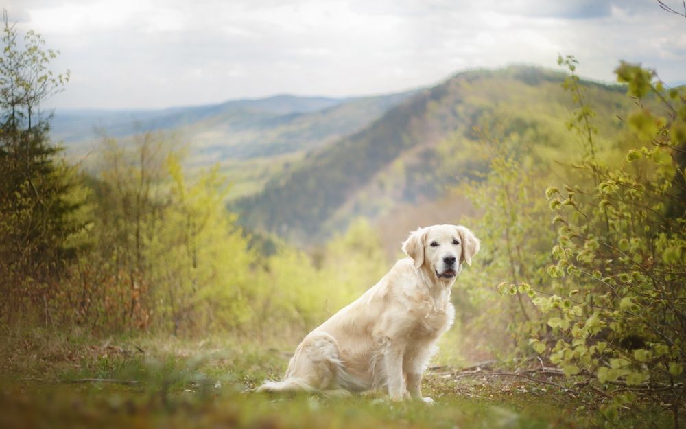 Обои для рабочего стола Собака породы золотистый ретривер сидит на поляне, среди деревьев на фоне гор