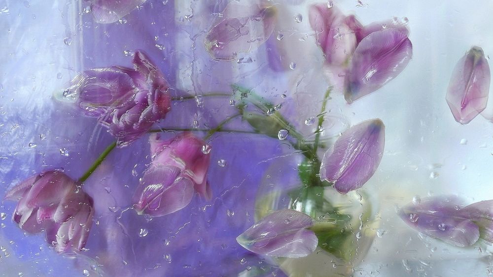 Обои для рабочего стола Букет розовых тюльпанов в стеклянной вазе с водой, стоит за оконным стеклом с дождевыми каплями