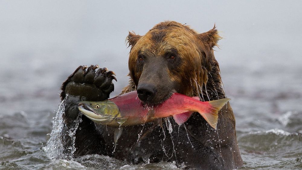 Обои для рабочего стола Бурый медведь стоит в воде и держит в зубах красную рыбу