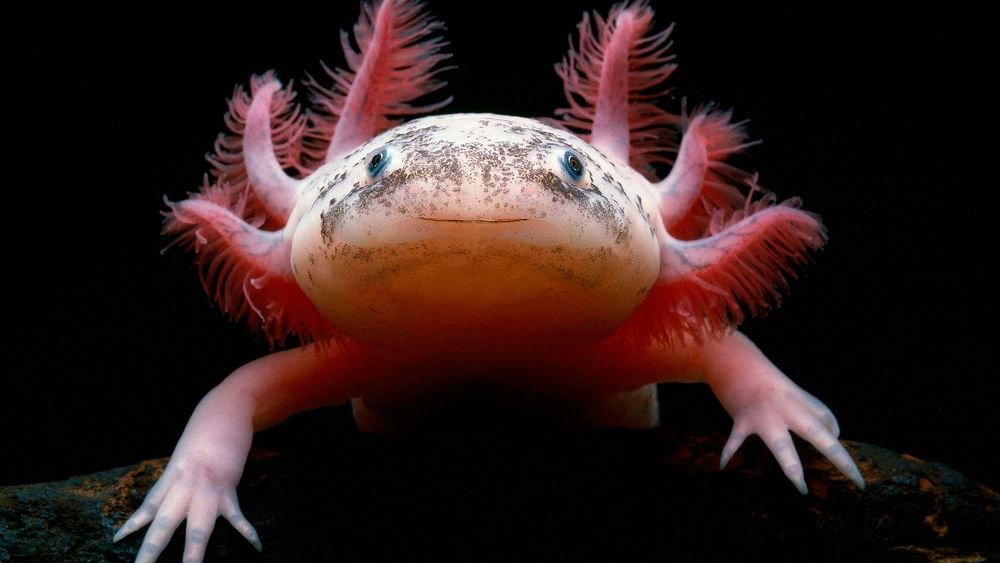 Обои для рабочего стола Аксолотль / Axolotl/, мексиканская саламандра