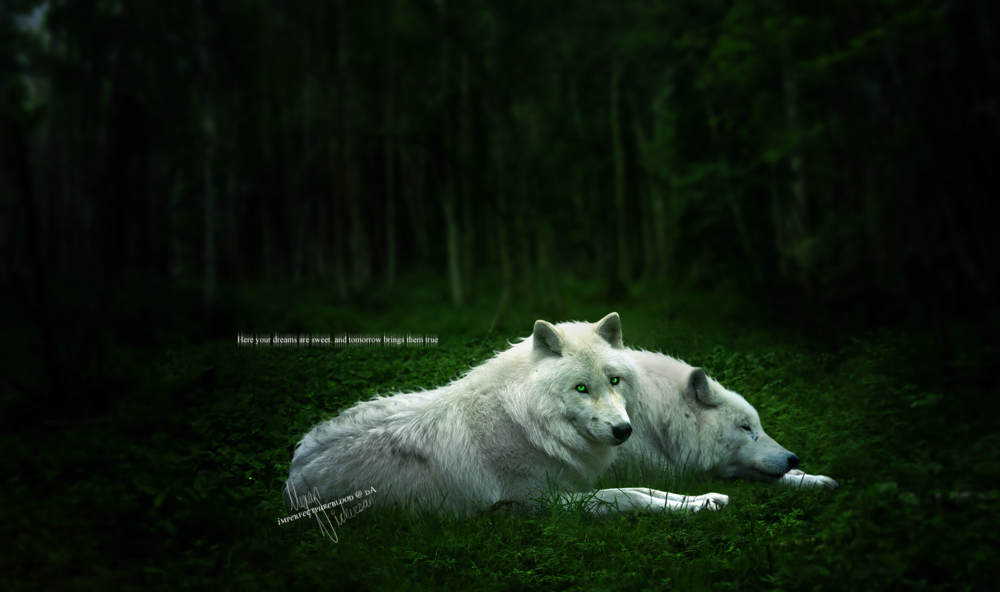 Обои для рабочего стола Два белых волка отдыхают в лесной чаще (Here Your dreams are sweet. And tomorrow brings them true / Здесь ваши сны сладки. А завтрашний день преподнесет вам действительность)
