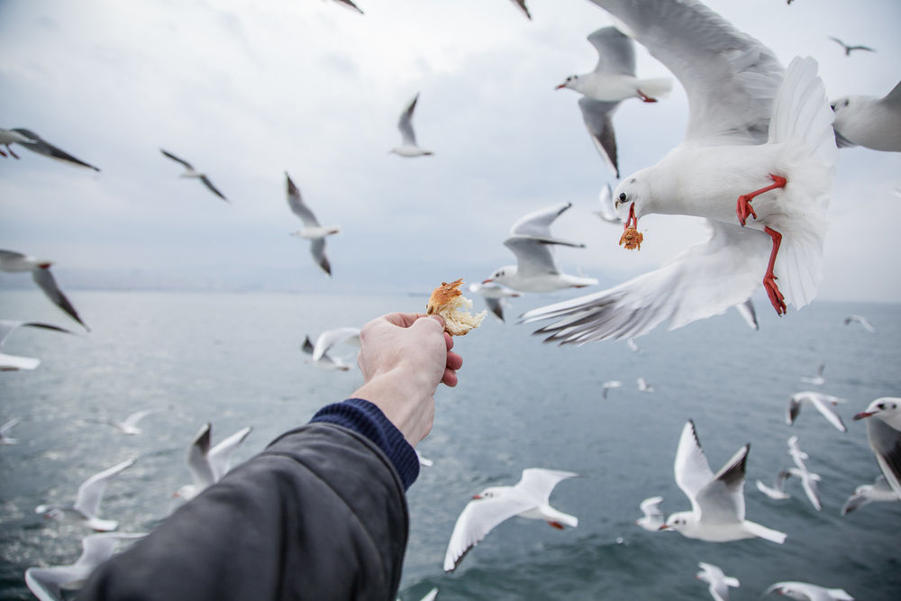 Мужчина кормит девушку клубникой фото