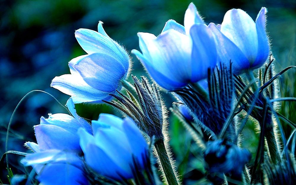 Голубые тюльпаны: подборка картинок