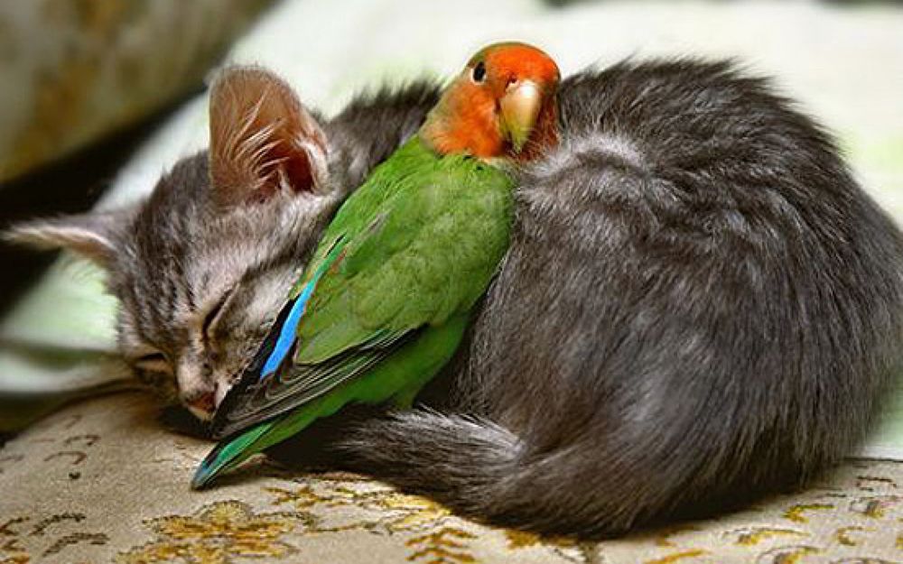 Обои для рабочего стола Попугай лежит на спящем коте