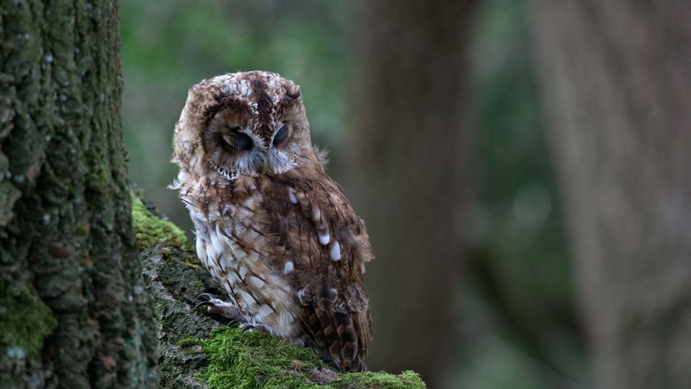 Обои для рабочего стола Сова сидит на дереве влесу