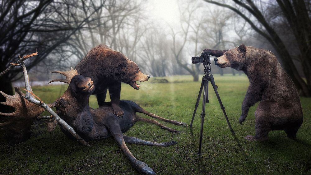 Обои для рабочего стола Один медведь фотографирует при помощи фотоаппарата на треноге другого медведя, над поверженной жертвой, сохатым лосем