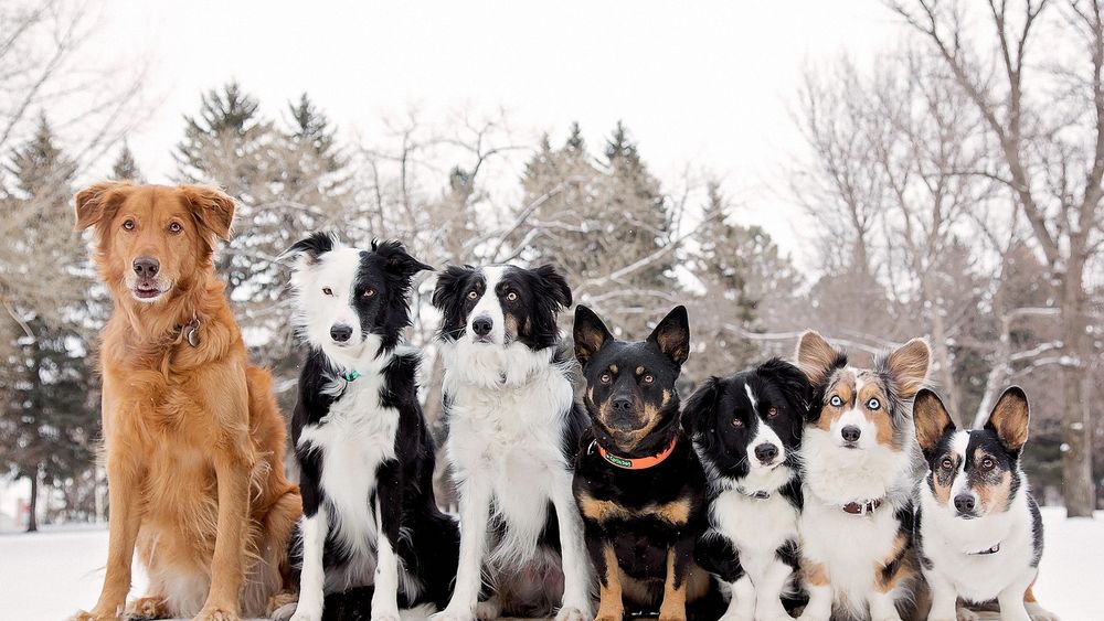 Обои для рабочего стола Разномастные собаки сидят на снегу в ряд, рассевшись по ранжиру