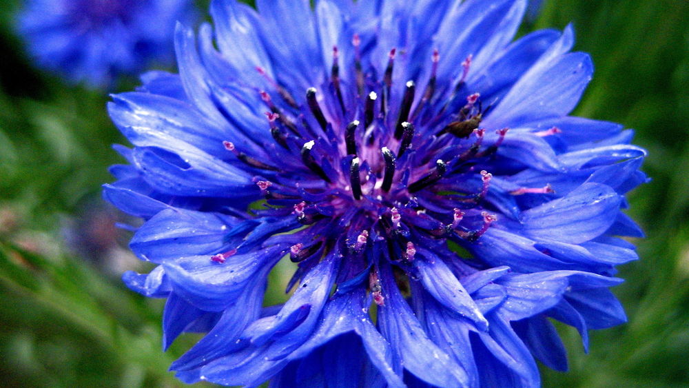 Обои для рабочего стола Голубой василек / centaurea / крупным планом