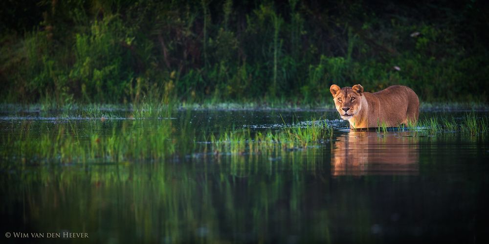 Обои для рабочего стола Молодая львица в воде, вy Wim van den Heever