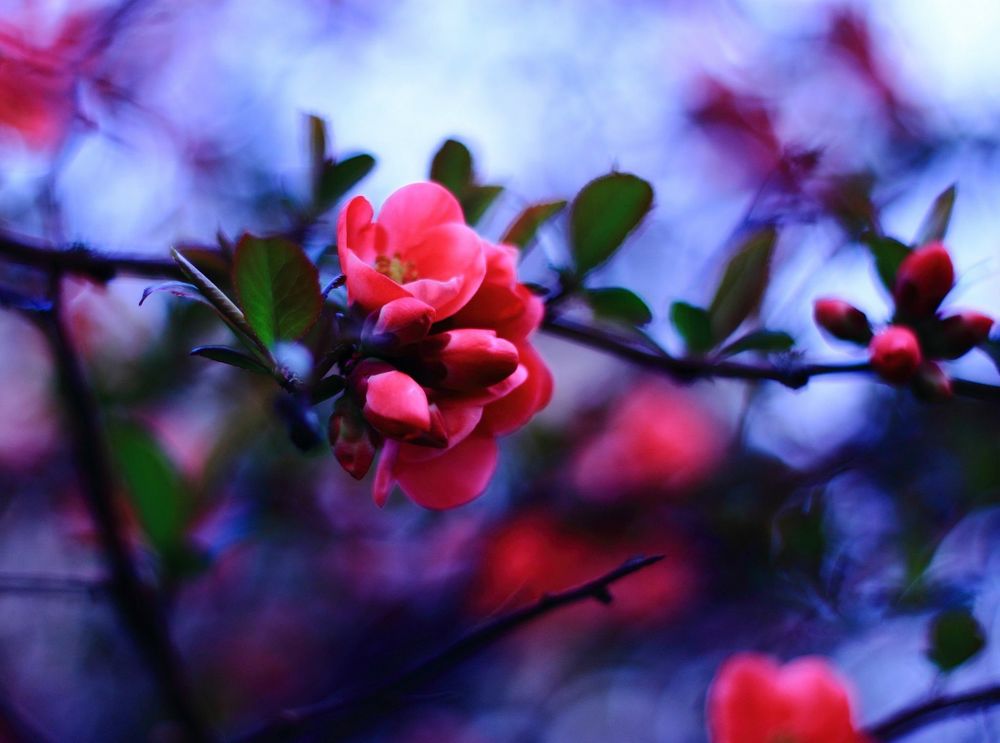 Обои для рабочего стола Соцветие красных цветков на ветке в окружении зеленых листьев. Фон размытый сине-розовый. Автор Соня Колосова