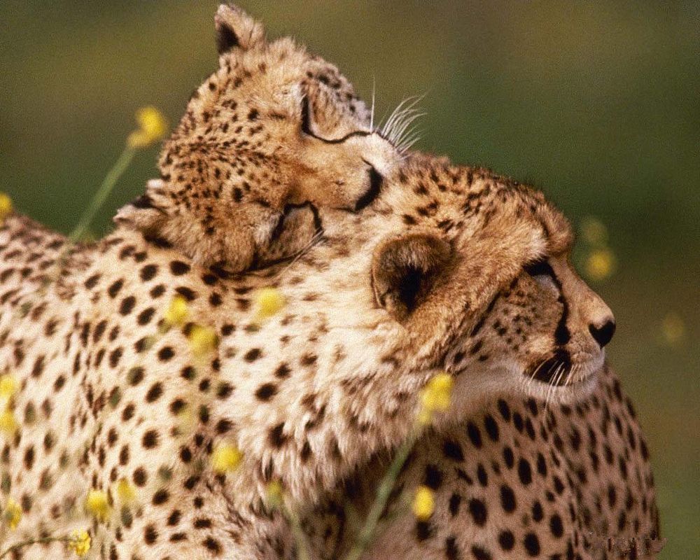 Обои для рабочего стола Любовные игры леопардов
