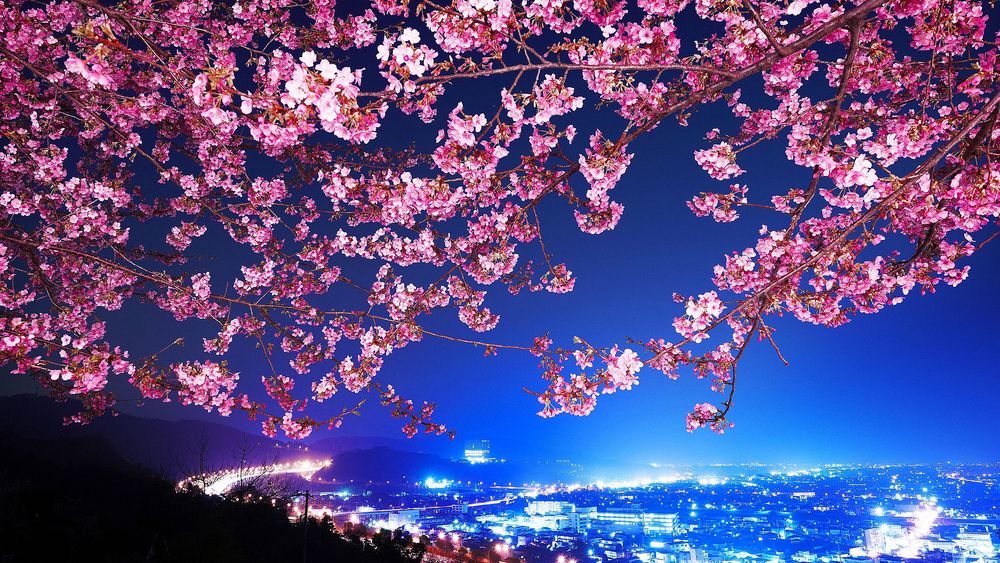 Обои для рабочего стола Веточки цветущей сакуры на фоне ночного города Токио / Tokyo, Япония / Japan