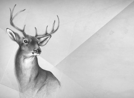 Обои на рабочий стол Карандашный рисунок оленя