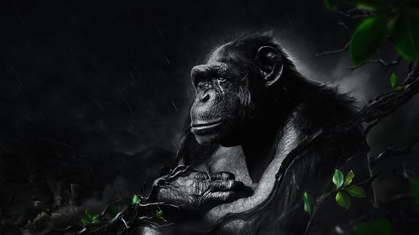 Обои на рабочий стол Кинг-Конг / King Kong/— один из самых популярных персонажей одноименного фильма, гигантская доисторическая горилла сидит под дождем среди веток деревьев