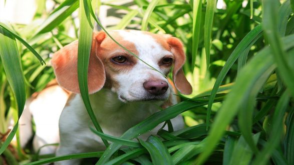 Собака с траве без смс