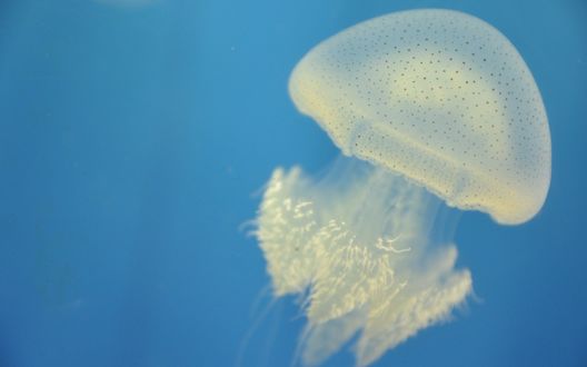 Обои на рабочий стол Большая белая медуза плывет в голубой воде