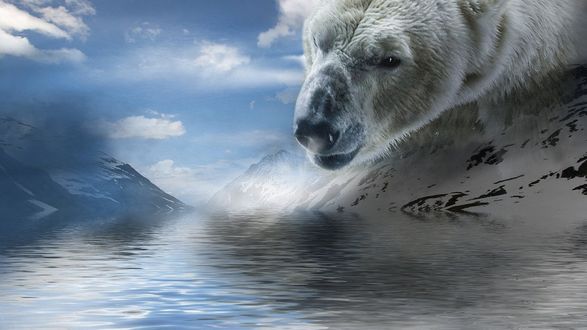 Обои на рабочий стол Из за горы наклонился к воде гигантский белый медведь