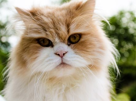 Обои на рабочий стол Персидский кот, ву Jack Benson