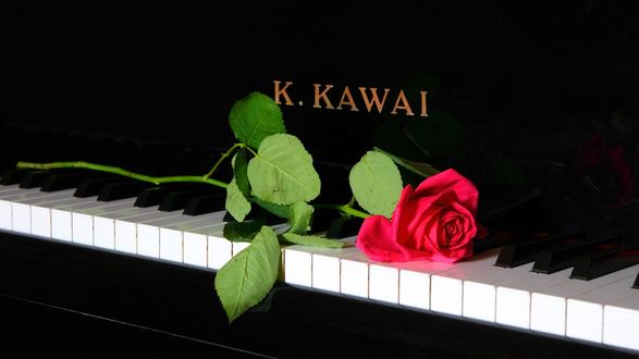 Обои на рабочий стол Малиновая роза на белоснежных клавишах рояля K. KAWAI