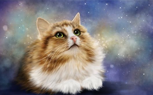 Обои на рабочий стол Кот смотрит на звездное небо
