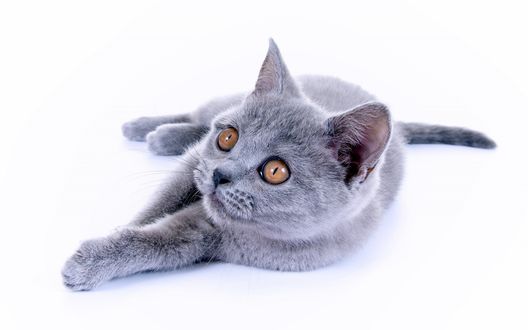Обои на рабочий стол Британская, короткошерстная кошка на белом фоне