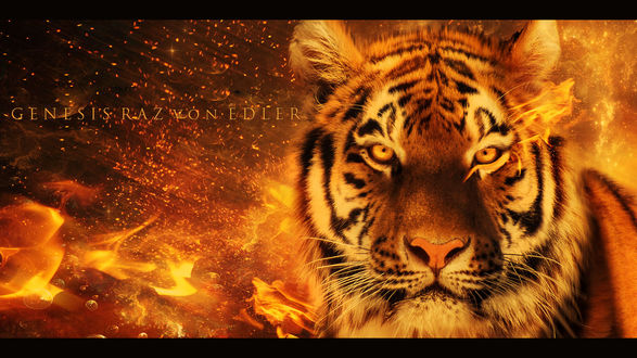 огненный тигр бесплатно
