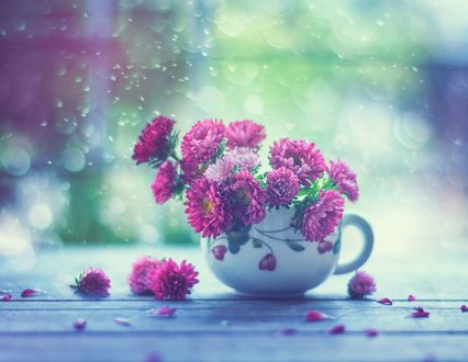 Обои на рабочий стол Цветы в чашке, by arefin03