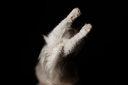 Лапки вверх. Кот с поднятой лапой. Котенок с поднятыми лапками. Кот поднял лапу вверх. Кот с поднятыми руками.