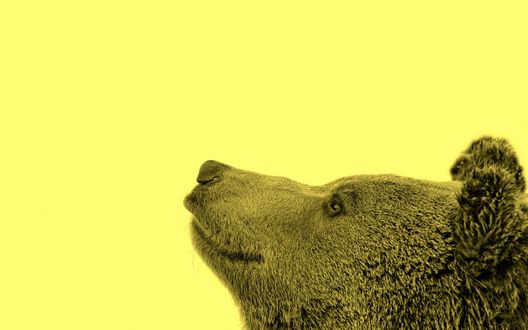 Обои на рабочий стол Голова медведя на желтом фоне (вид сбоку)