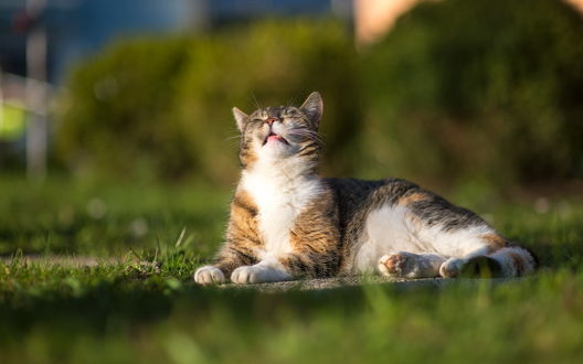 Кот греется на солнце фото