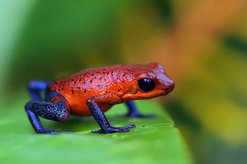 Обои на рабочий стол Лягушка красный древолаз / Dendrobatidae / сидит на зеленом листе