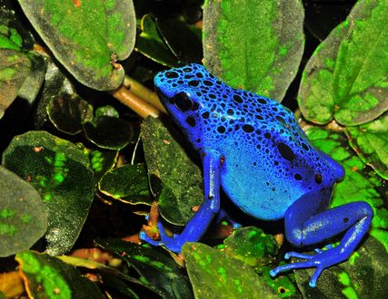 Обои на рабочий стол Лягушка синий древолаз / Dendrobatidae / сидит на зеленых листьях