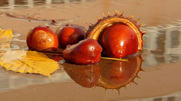 Обои на рабочий стол Каштаны с кожурой и листьями лежат у воды