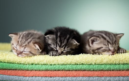 Обои на рабочий стол Спящие котята лежат на полотенцах