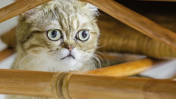 Обои на рабочий стол Котенок с удивленным взглядом в корзине